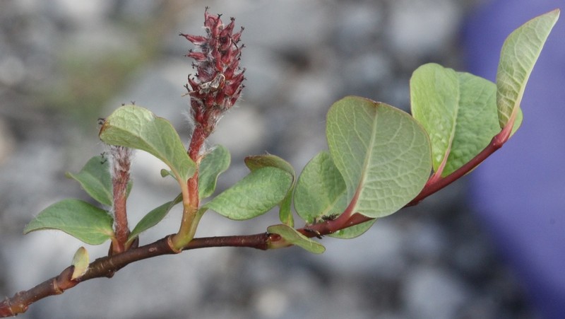 Oval-Leaf Willow photo 7
