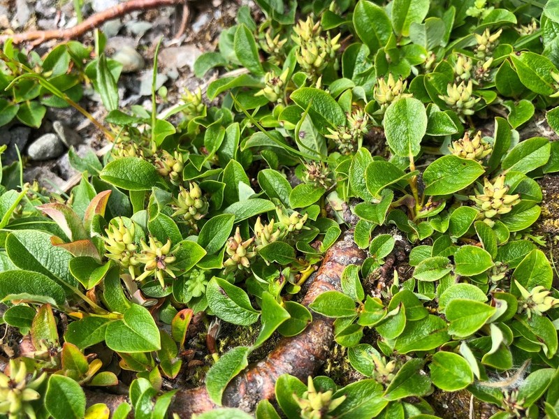 Oval-Leaf Willow photo 8