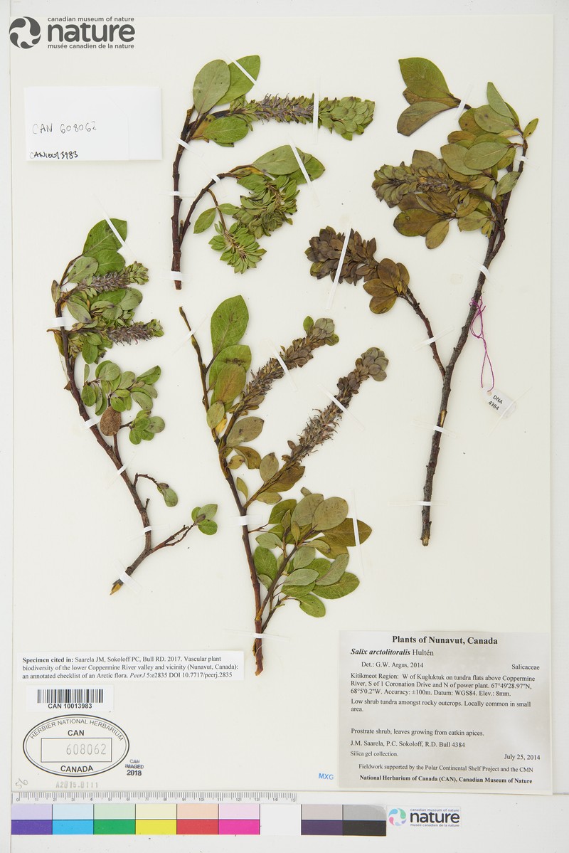 Salix ovalifolia var. arctolitoralis