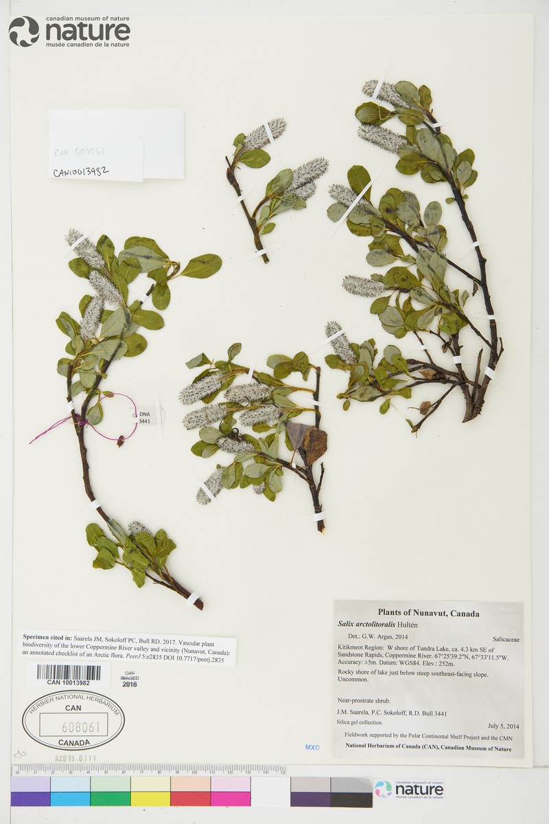Salix ovalifolia var. arctolitoralis photo 2