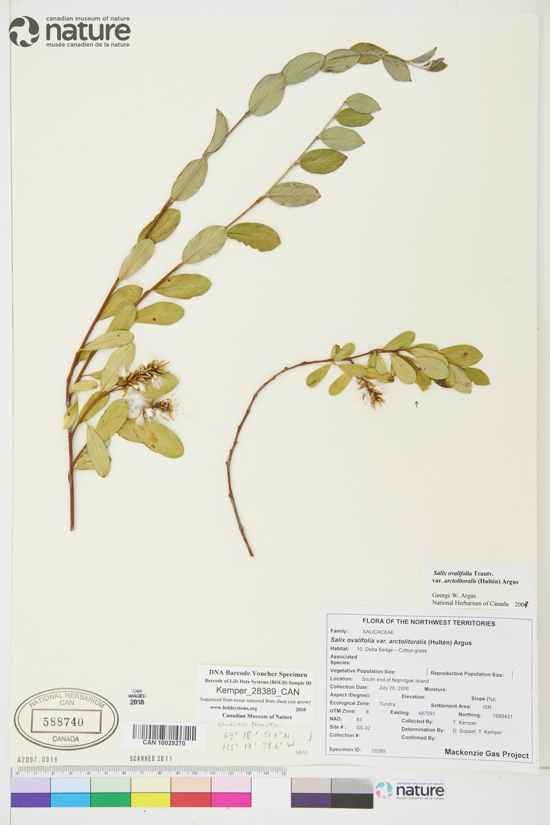 Salix ovalifolia var. arctolitoralis photo 3