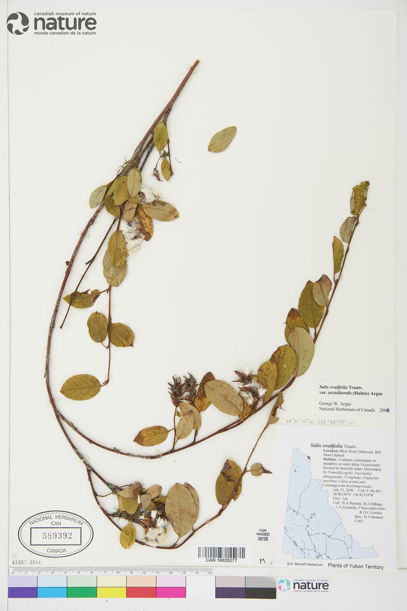 Salix ovalifolia var. arctolitoralis photo 4