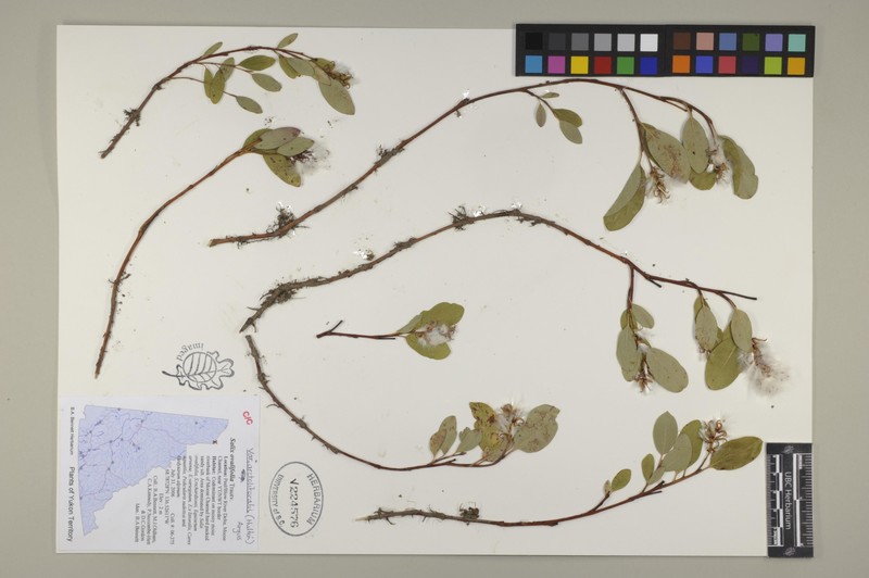 Salix ovalifolia var. arctolitoralis photo 5