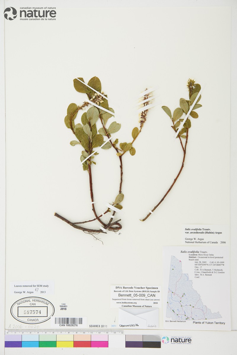 Salix ovalifolia var. arctolitoralis photo 6
