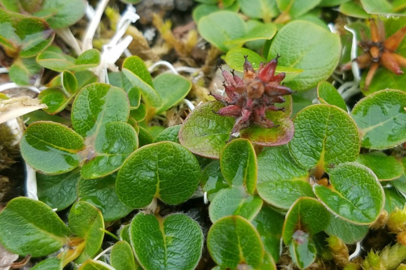 Salix ovalifolia var. cyclophylla
