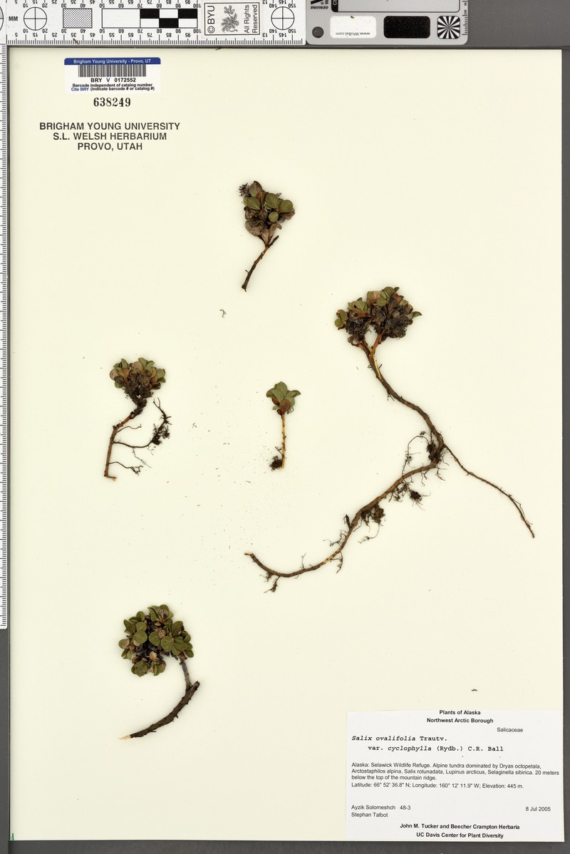 Salix ovalifolia var. cyclophylla photo 2
