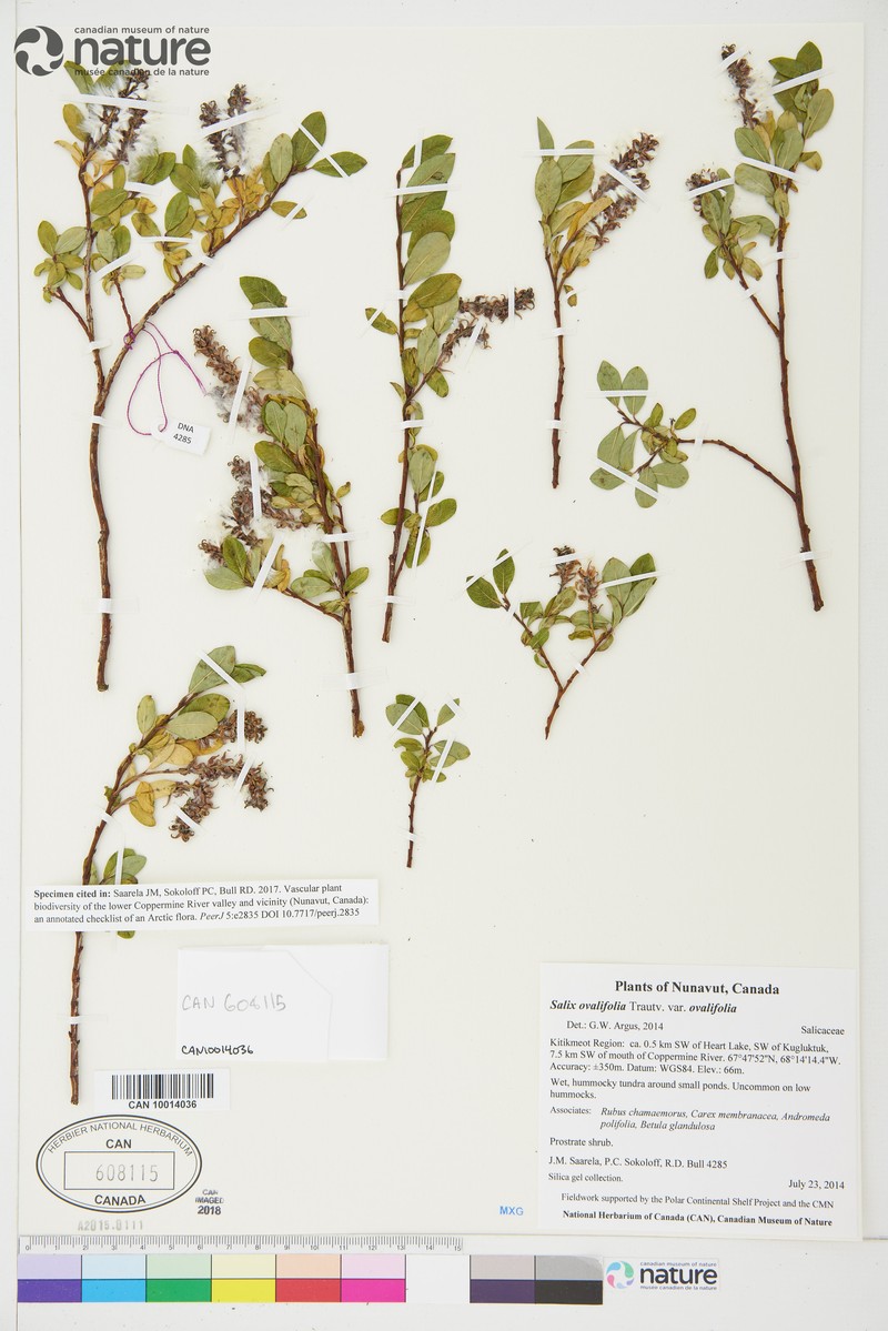 Salix ovalifolia var. ovalifolia photo 2