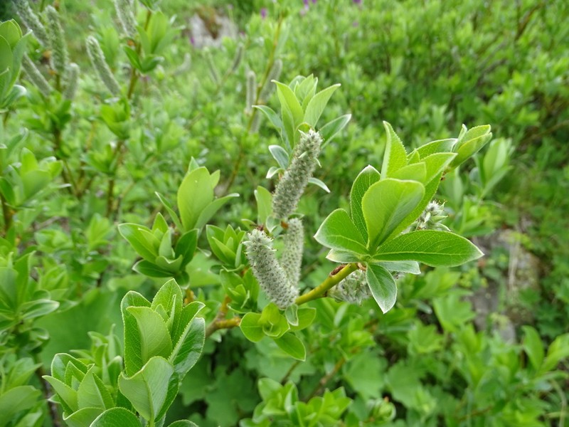 Salix pantosericea