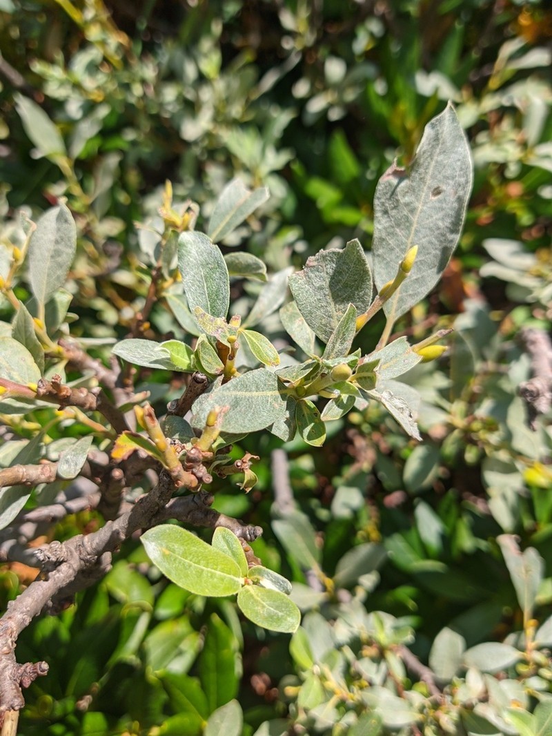 Salix pantosericea photo 2