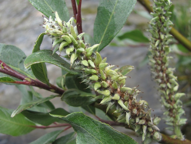 Salix pantosericea photo 3
