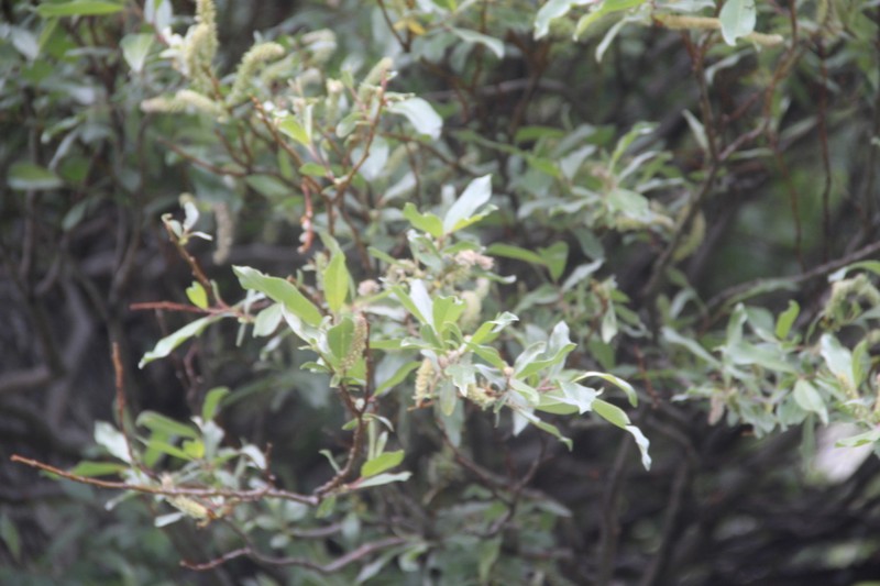 Salix pantosericea photo 4