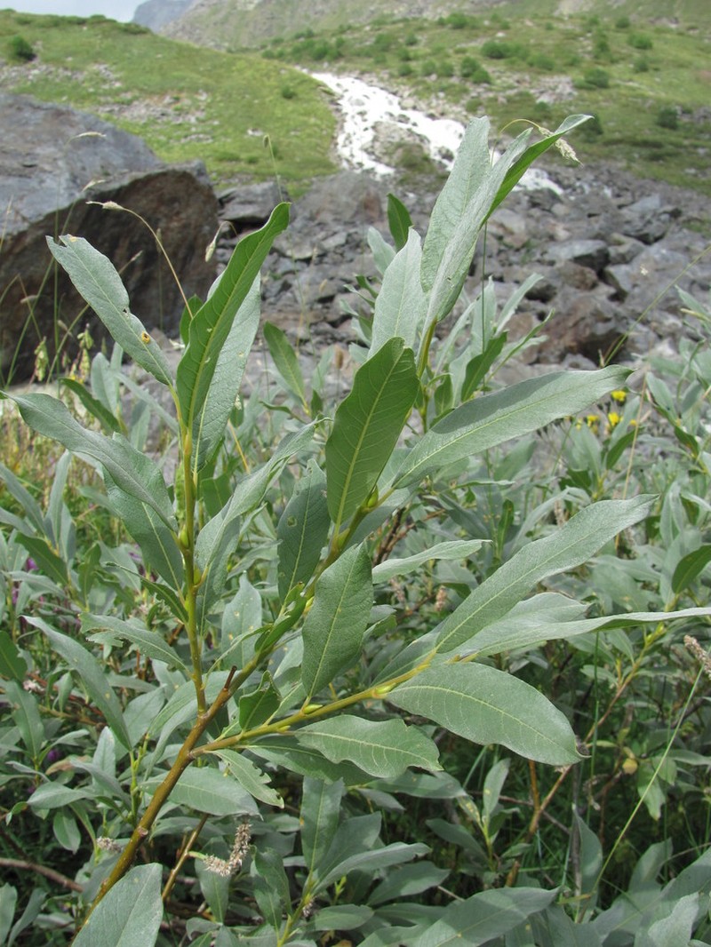 Salix pantosericea photo 5