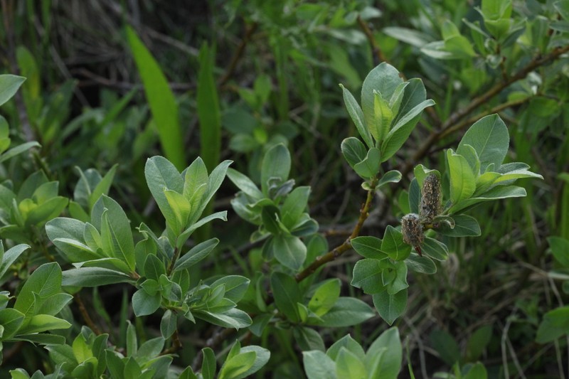 Salix pantosericea photo 6