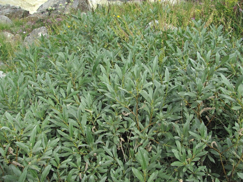 Salix pantosericea photo 7