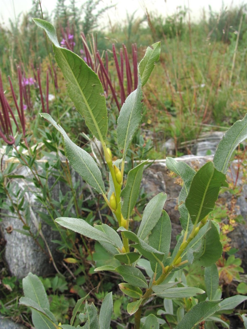 Salix pantosericea photo 8