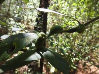Salix paradoxa