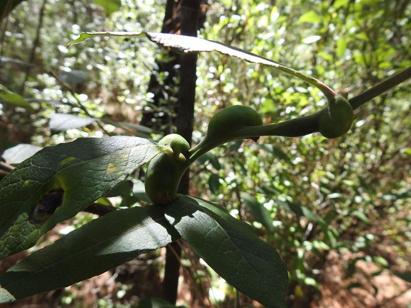 Salix paradoxa
