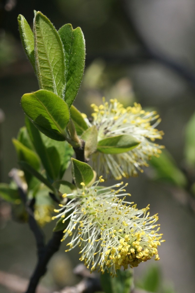 Salix paradoxa photo 2