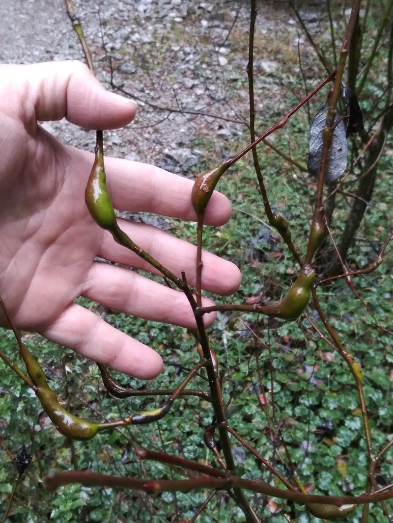 Salix paradoxa photo 3