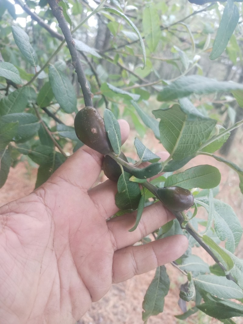 Salix paradoxa photo 4