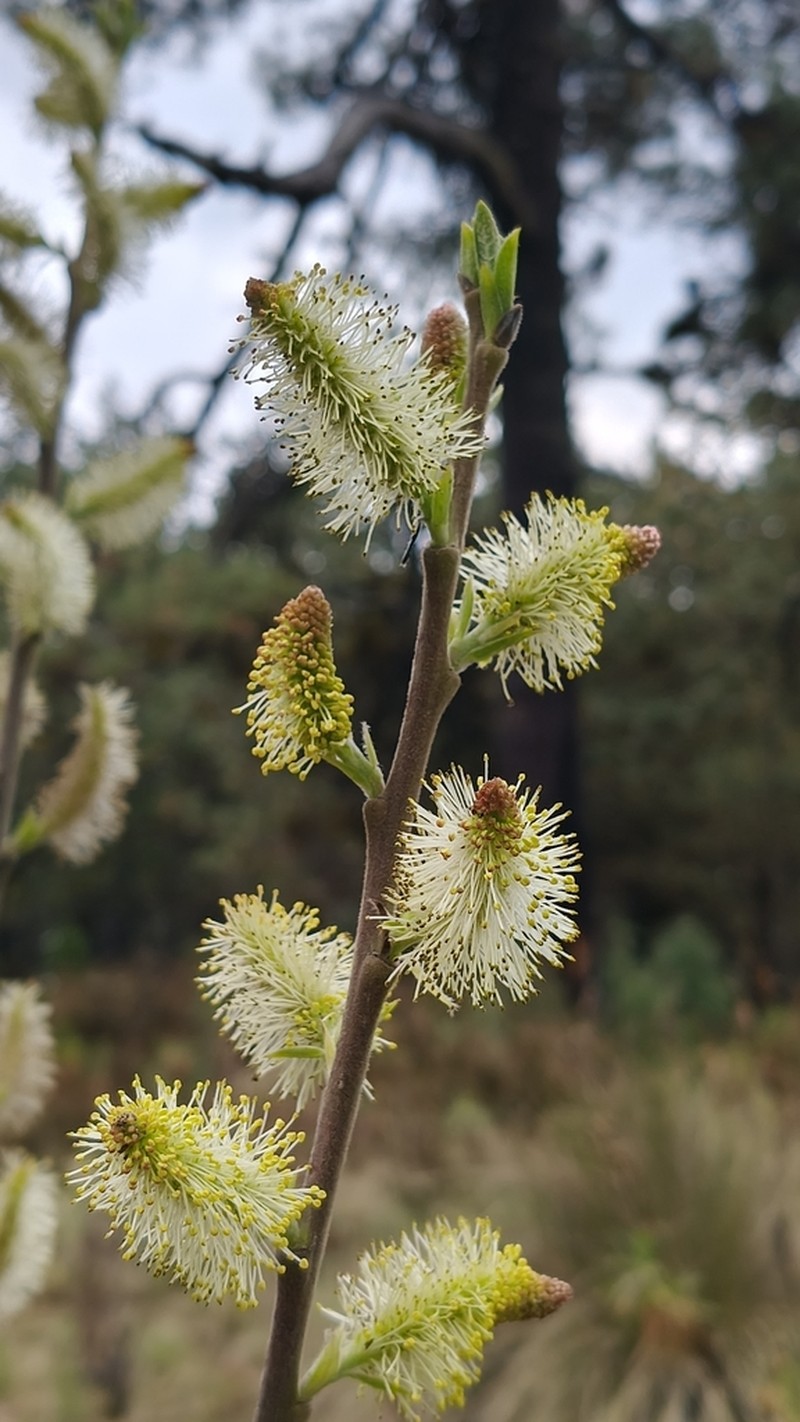Salix paradoxa photo 5