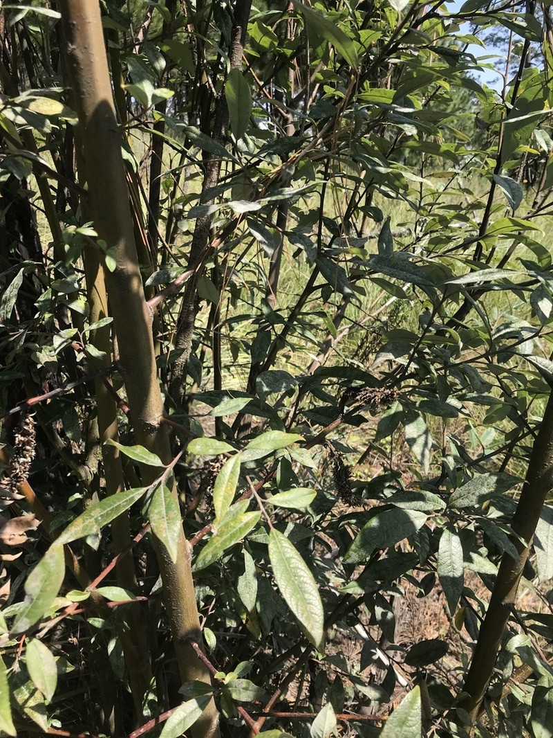 Salix paradoxa photo 6