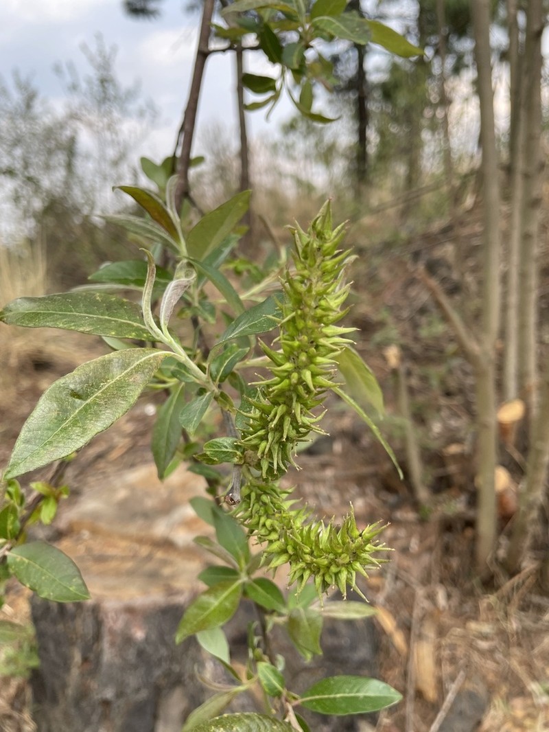 Salix paradoxa photo 7