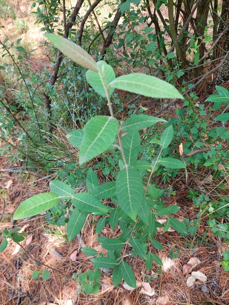 Salix paradoxa photo 8