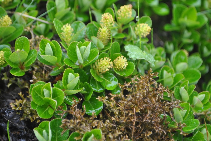 Salix paraflabellaris