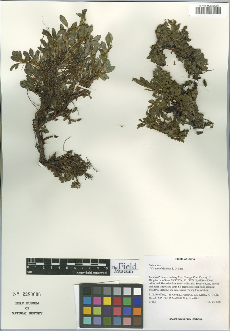 Salix paraflabellaris photo 3