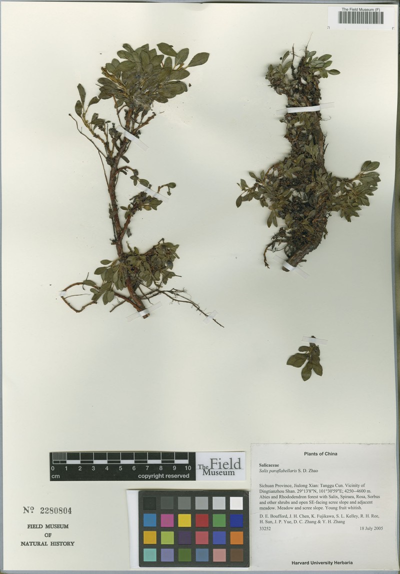 Salix paraflabellaris photo 4