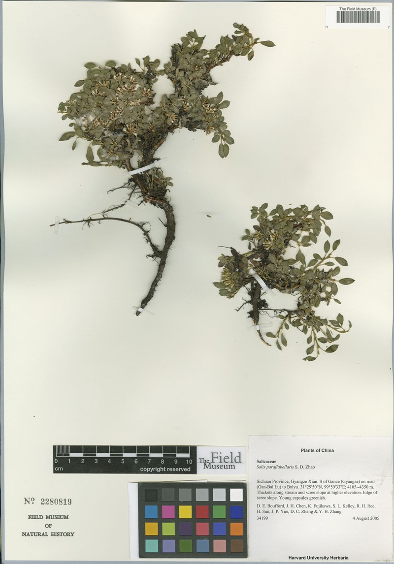 Salix paraflabellaris photo 5