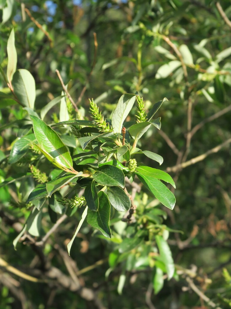 Salix paraplesia