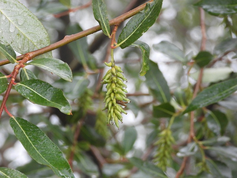 Salix paraplesia photo 2