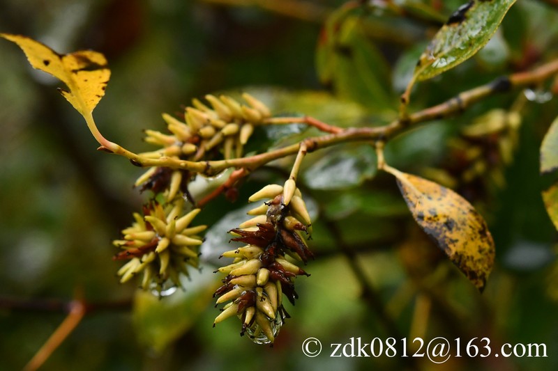 Salix paraplesia photo 3