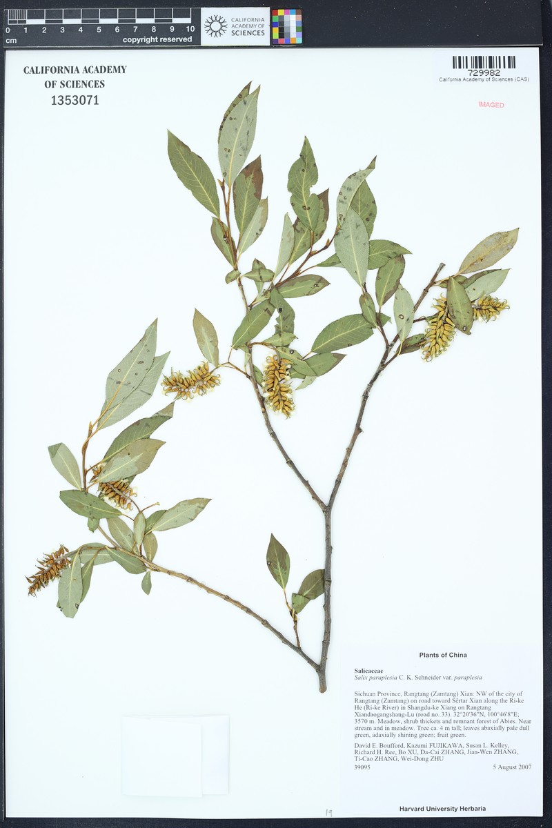 Salix paraplesia photo 4
