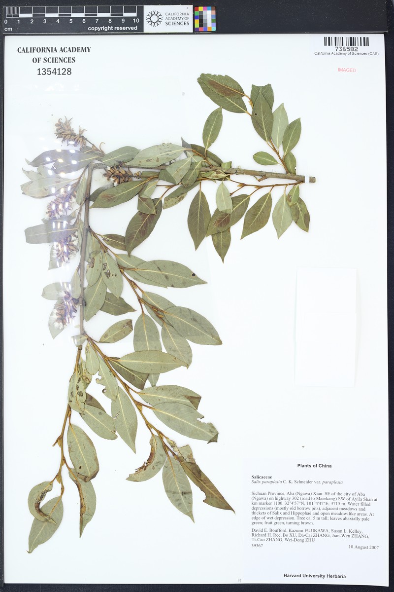 Salix paraplesia photo 5