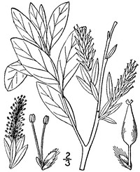 Bog Willow