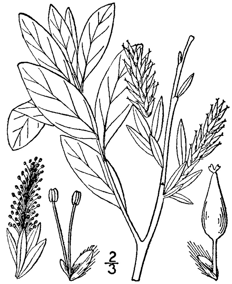 Bog Willow