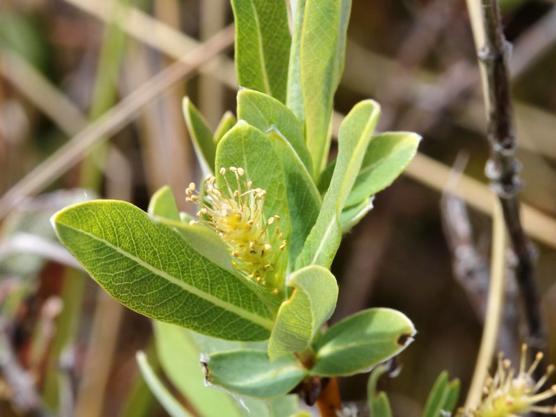 Bog Willow photo 5
