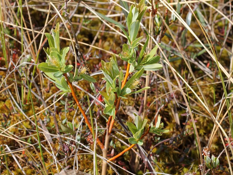 Bog Willow photo 6