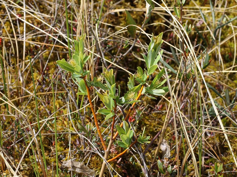 Bog Willow photo 7