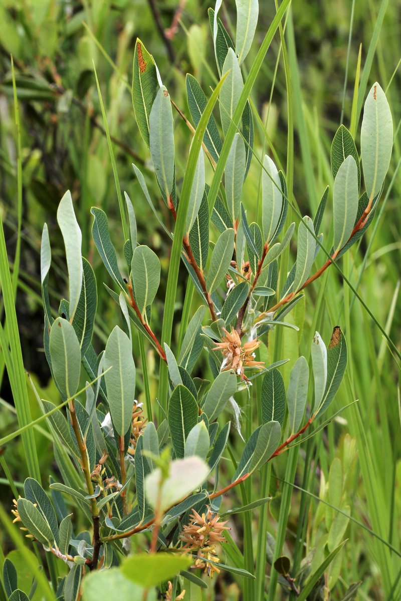 Bog Willow photo 8