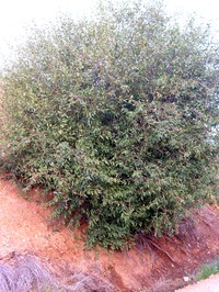 Salix pedicellata