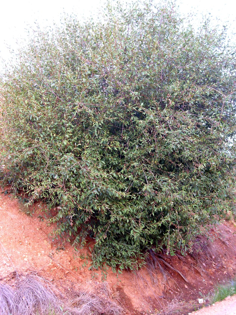 Salix pedicellata