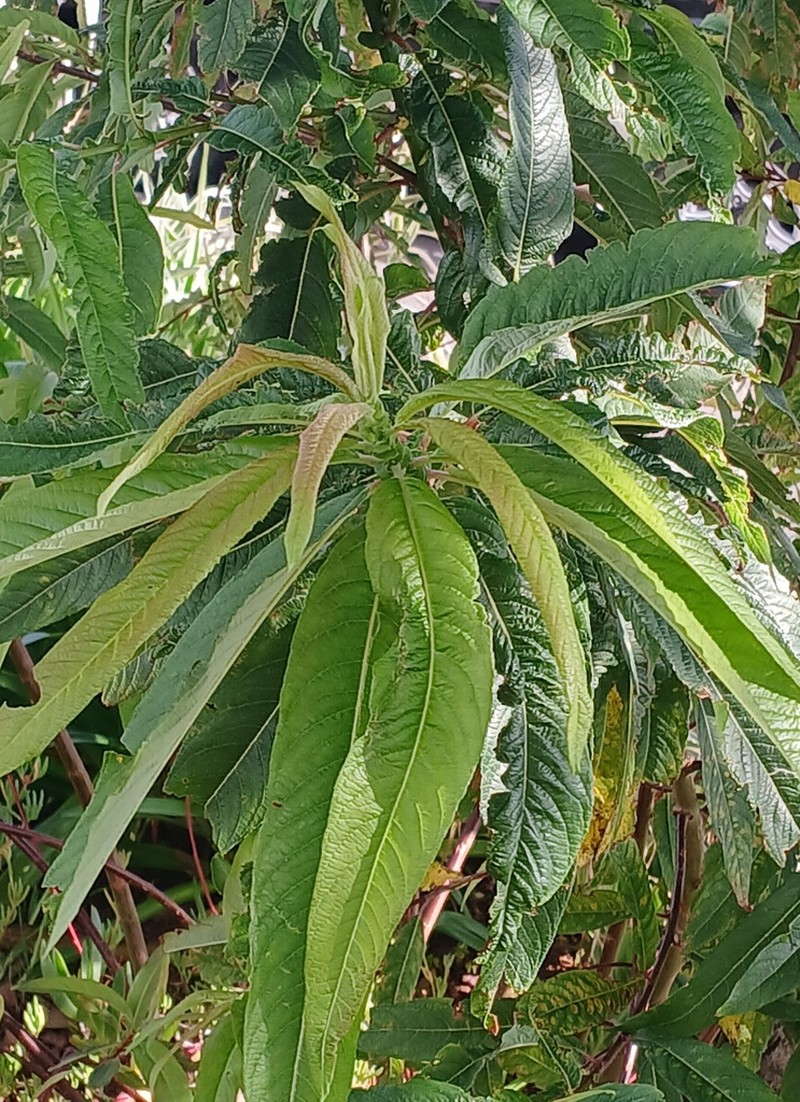Salix pedicellata photo 4