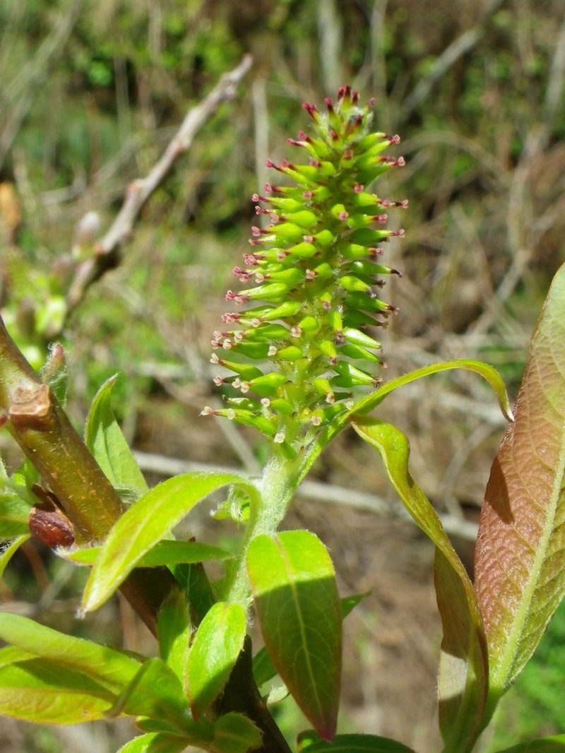 Salix pedicellata photo 5