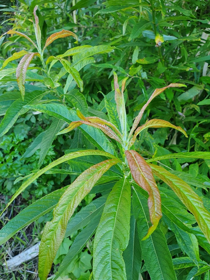 Salix pedicellata subsp. canariensis