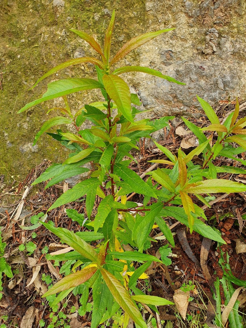 Salix pedicellata subsp. canariensis photo 2