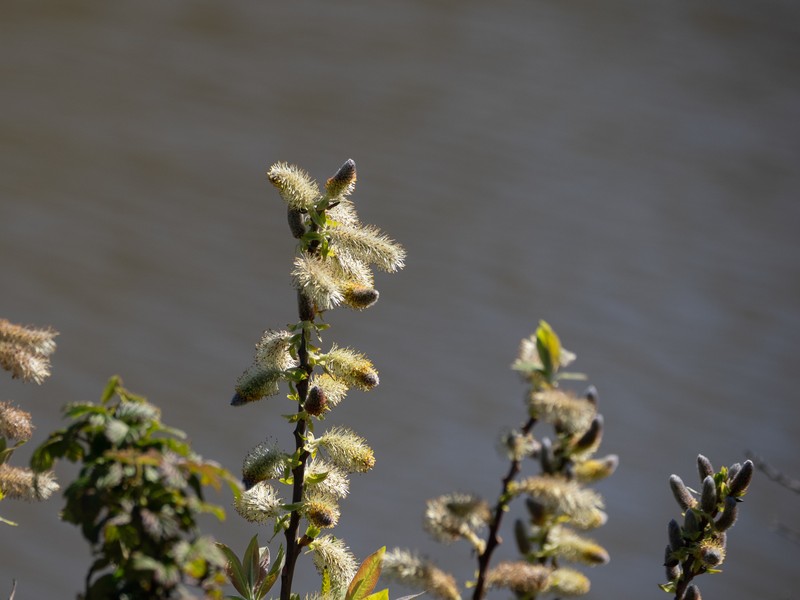 Salix pedicellata subsp. canariensis photo 3